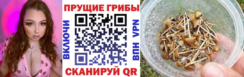 KRAKEN как войти  Снежинск  Галлюциногенные грибы Psilocybine cubensis  купить наркотик 